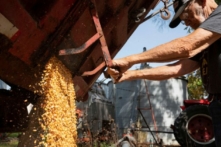 Ông Dale Nething, 86 tuổi, đang chuyển bắp từ xe tải của mình đến một hầm chứa ngũ cốc trong trang trại của gia đình ở Ravenna, Ohio, vào ngày 11/10/2021. (Ảnh: Dane Rhys/Reuters)