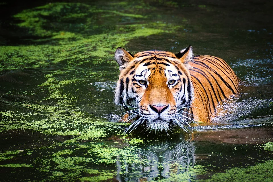 Trong lịch sử có kỳ tích “hổ vượt sông,” kỳ thực không phải là kỳ tích, mà là do năng lượng thiện to lớn tạo thành. (Ảnh: Pixabay)