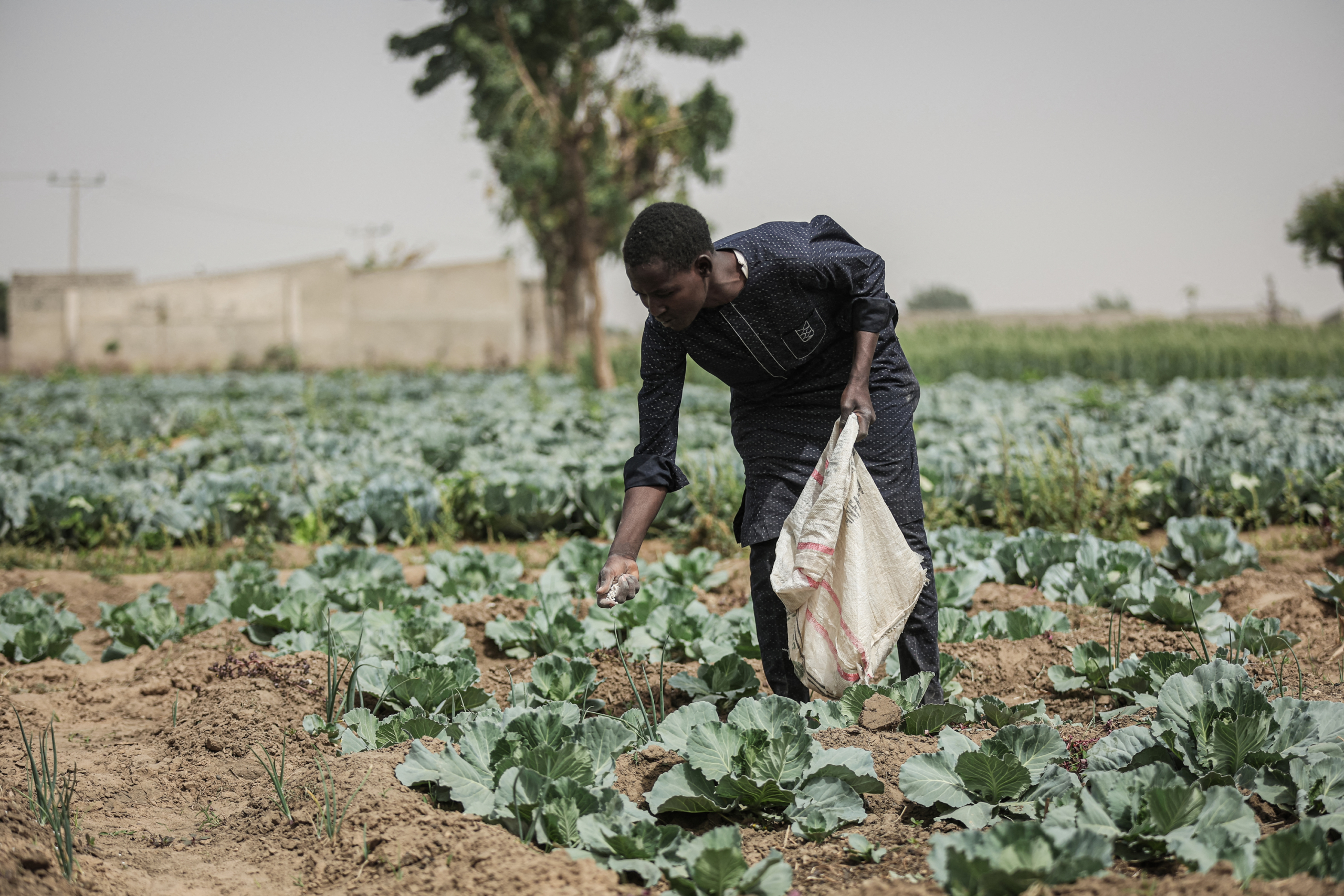 Một nông dân bón phân cho bắp cải tại một trang trại ở Jibia, Nigeria, hôm 17/02/2024. (Ảnh: Kola Sulaimon/AFP qua Getty Images)