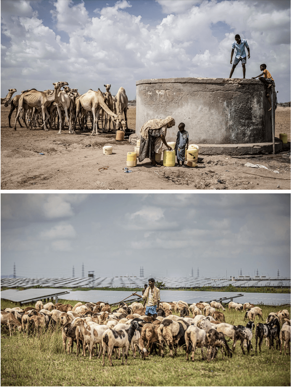 (Ảnh trên) Những con lạc đà yếu ớt vì thiếu ăn đứng sau một giếng nước mặn khi chúng di cư để tìm thức ăn gần Mochesa ở Nairobi, Kenya, vào ngày 09/12/2021. (Ảnh dưới) Những người chăn cừu trông chừng đàn cừu của họ trong một công viên ở làng Kyataganacharulu, Karnataka, Ấn Độ, vào ngày 11/10/2021. (Ảnh: Ed Ram/Getty Images, Abhishek Chinnappa/Getty Images)