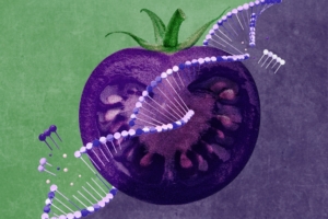 Cà chua tím biến đổi gene: Một loại cây trồng nhằm mục đích xâm nhập vào các khu vườn của Mỹ